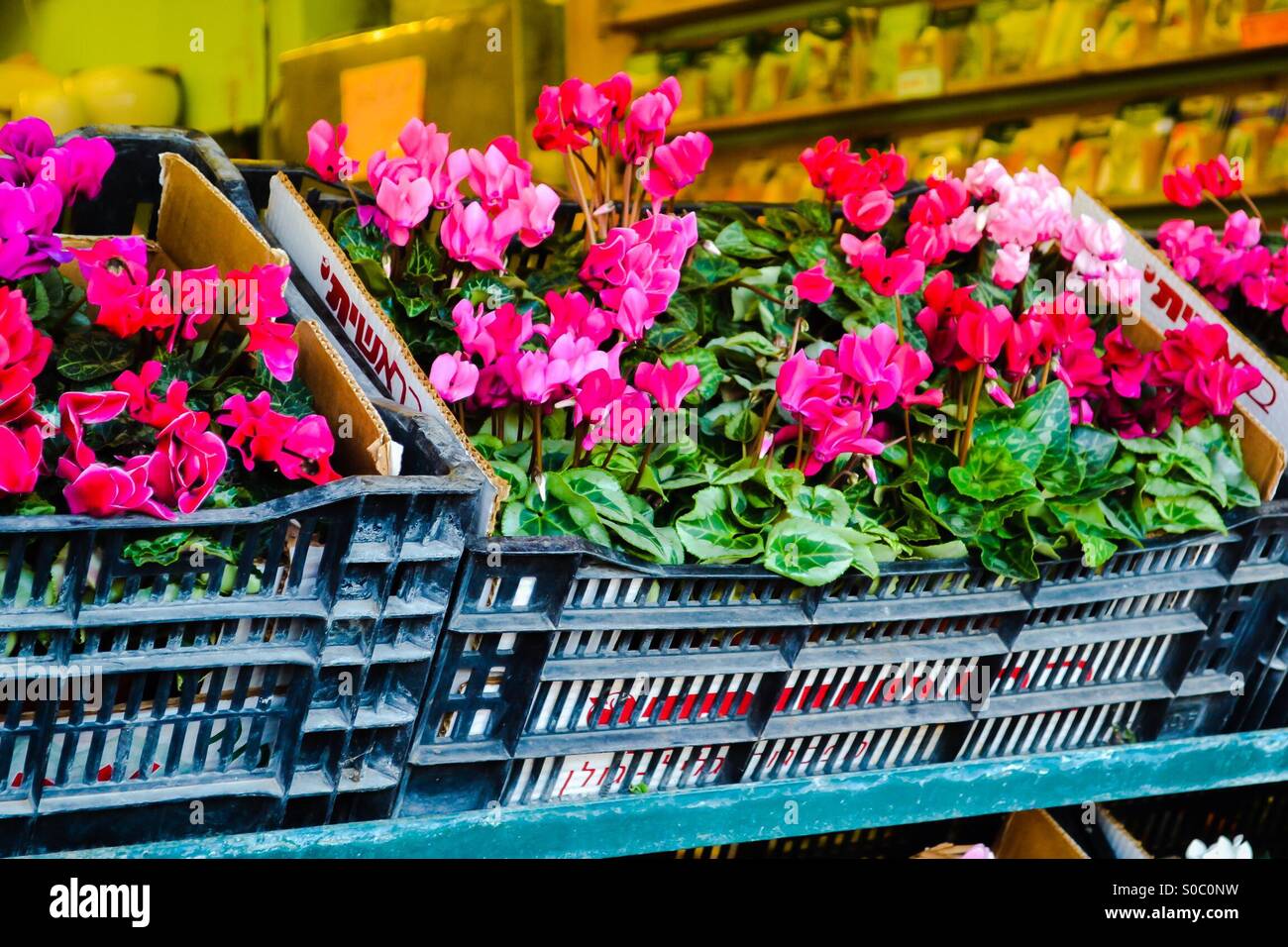 Market flowers Stock Photo