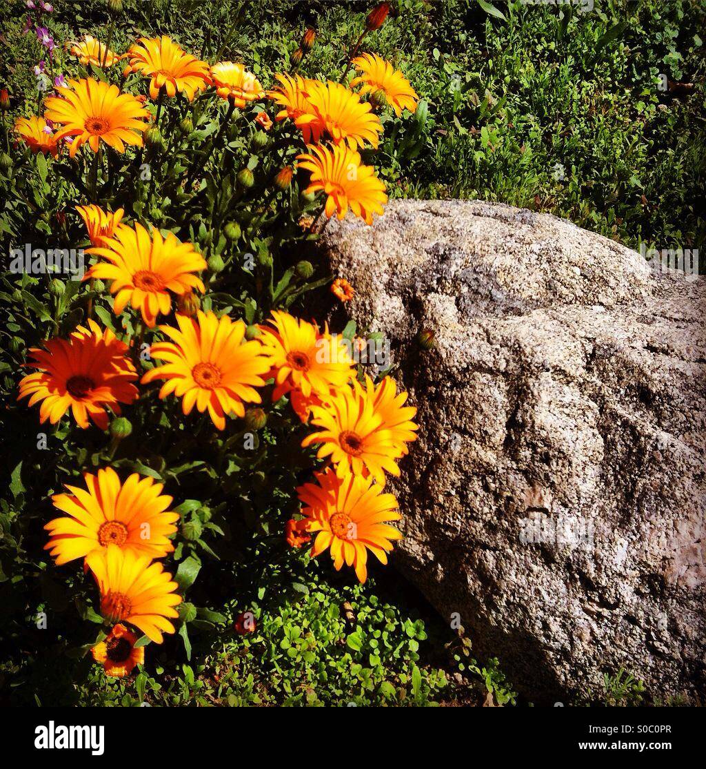 Rock vs. Flowers Stock Photo