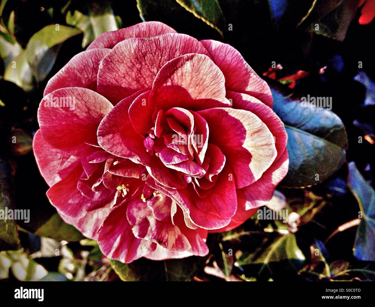 Pink camellia with bush in background Stock Photo