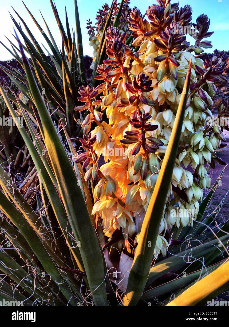 Yucca bloom hires stock photography and images Alamy