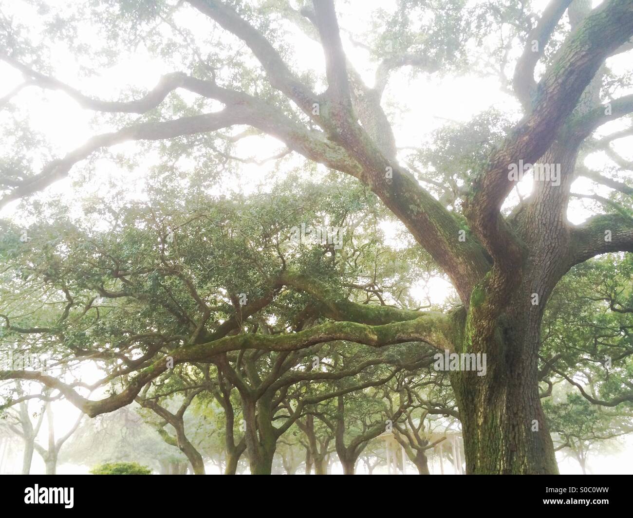 Live Oak trees, Charleston, South Carolina Stock Photo Alamy