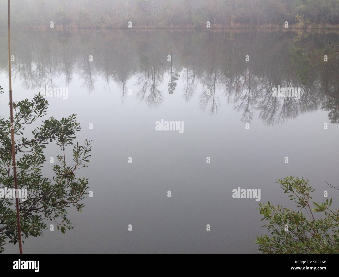 Tree reflection in the fog Stock Photo
