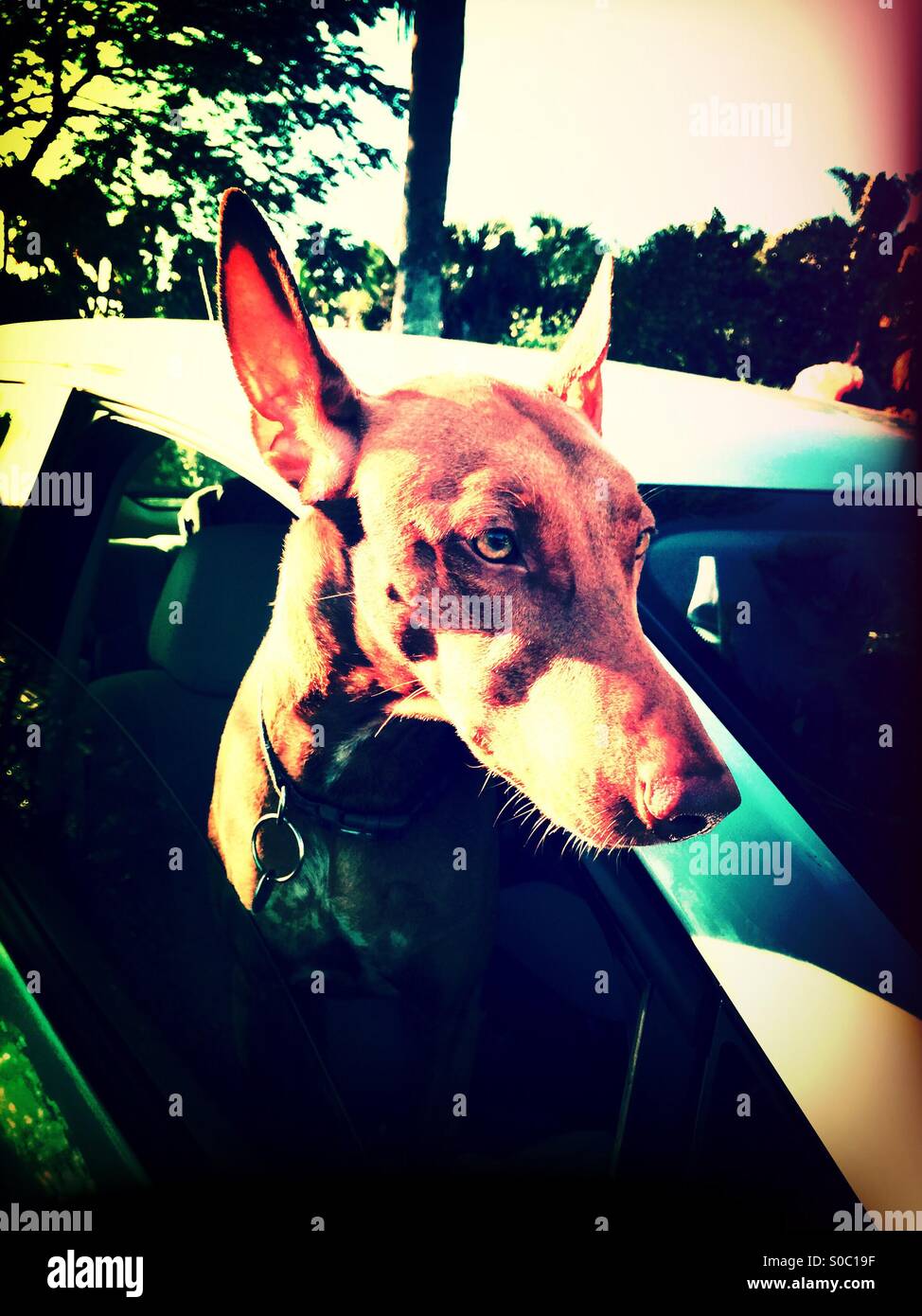 Pharaoh hound - Smartphone Captured Stock Image