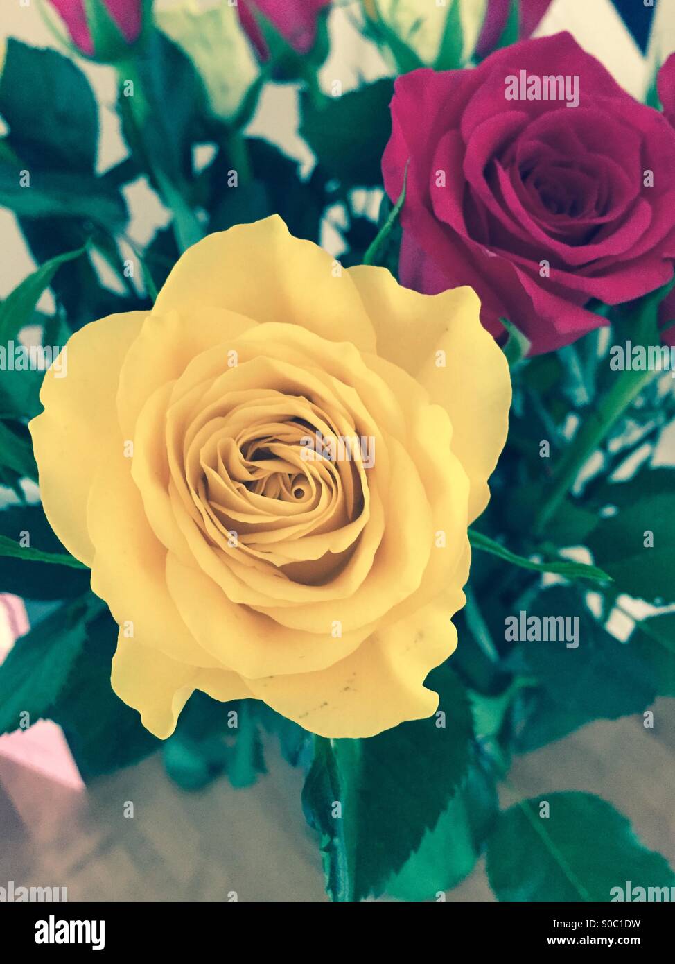 Yellow and pink rose, flowers of love and friendship Stock Photo Alamy