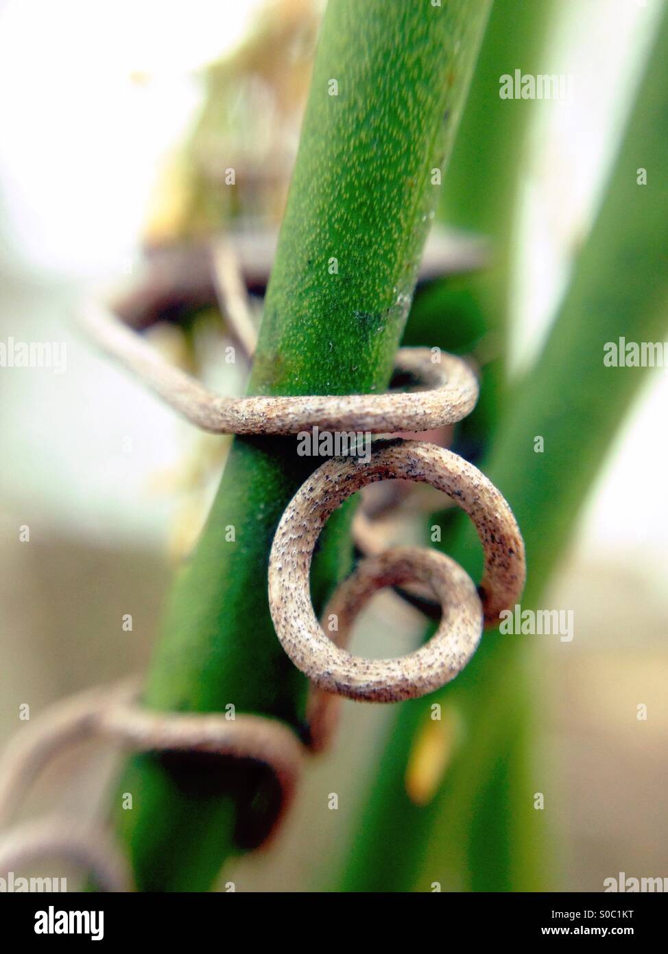 Tiny twisted vines. - Smartphone Captured Stock Image