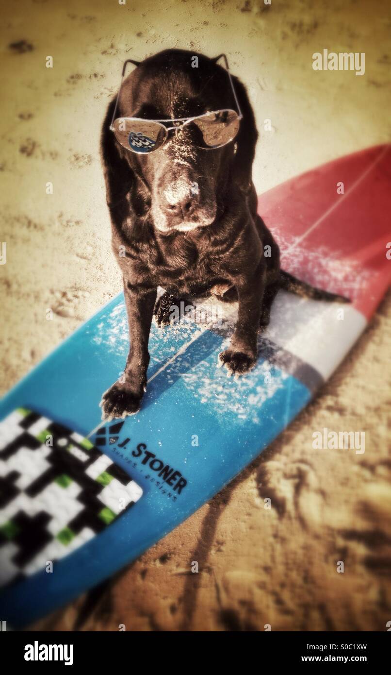 Dog on surfboard Stock Photo