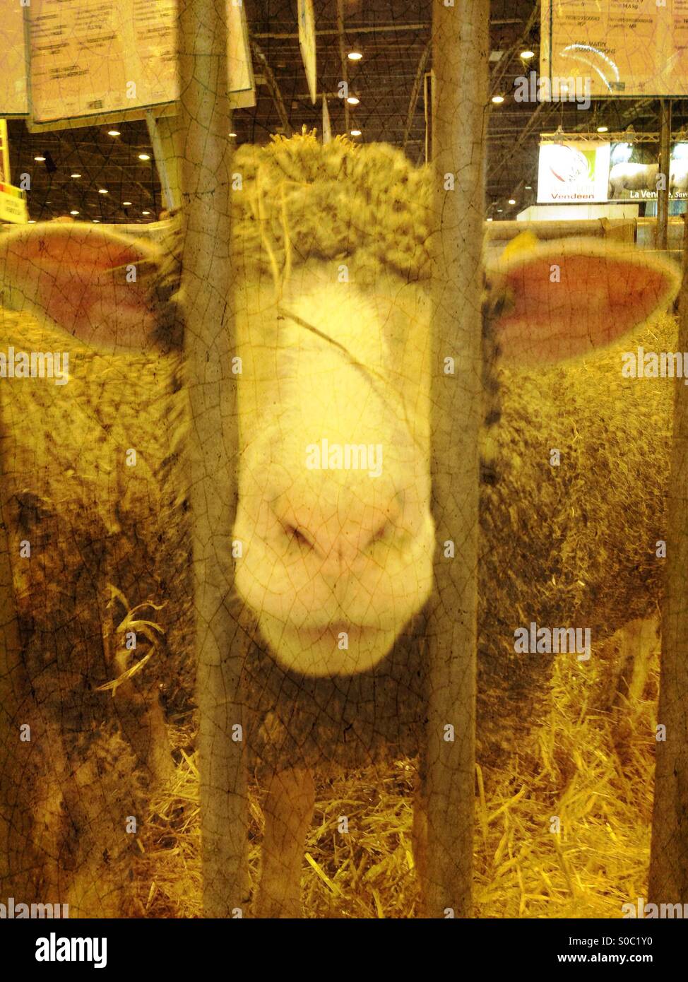 Sheep in cage - Smartphone Captured Stock Image