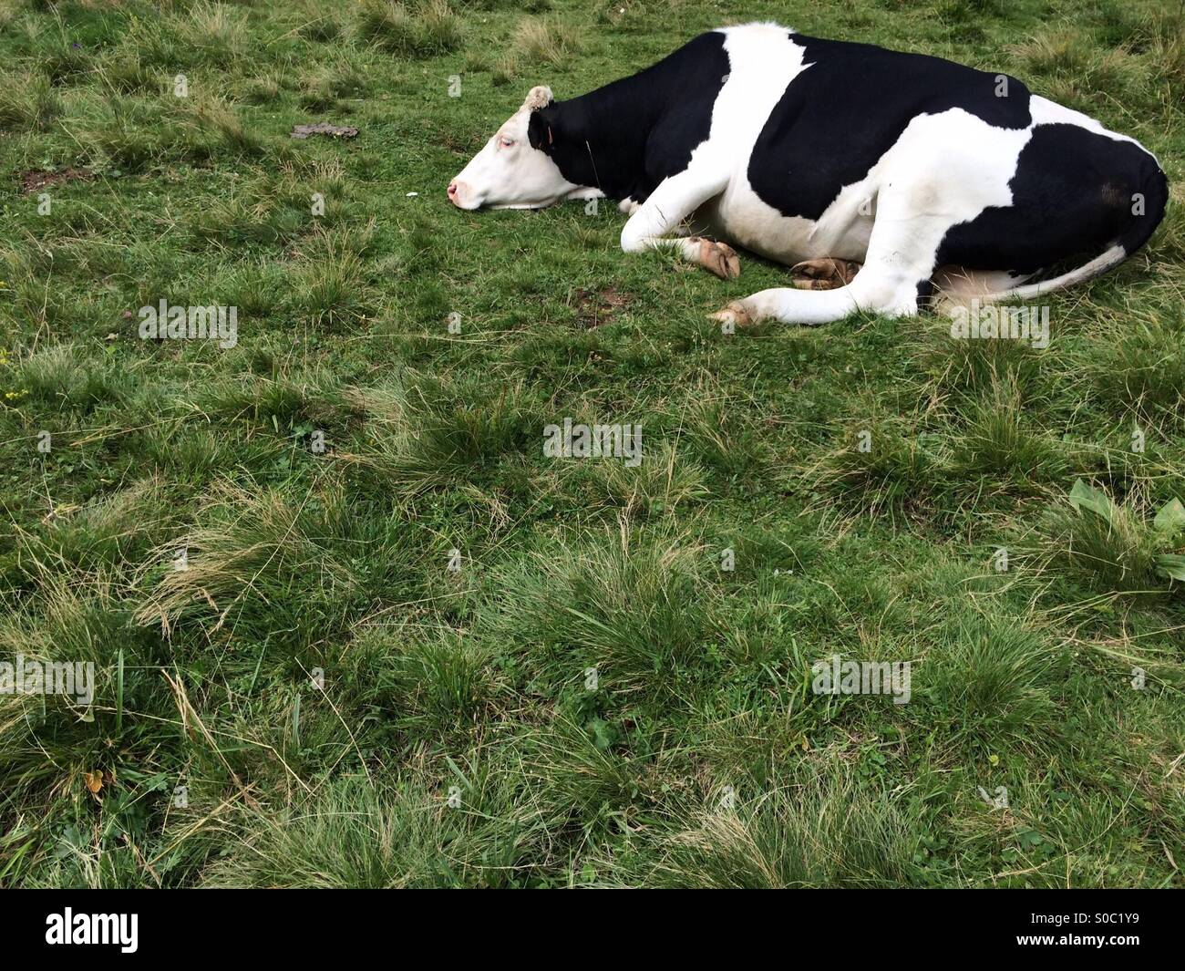 Sleeping cow hires stock photography and images Alamy