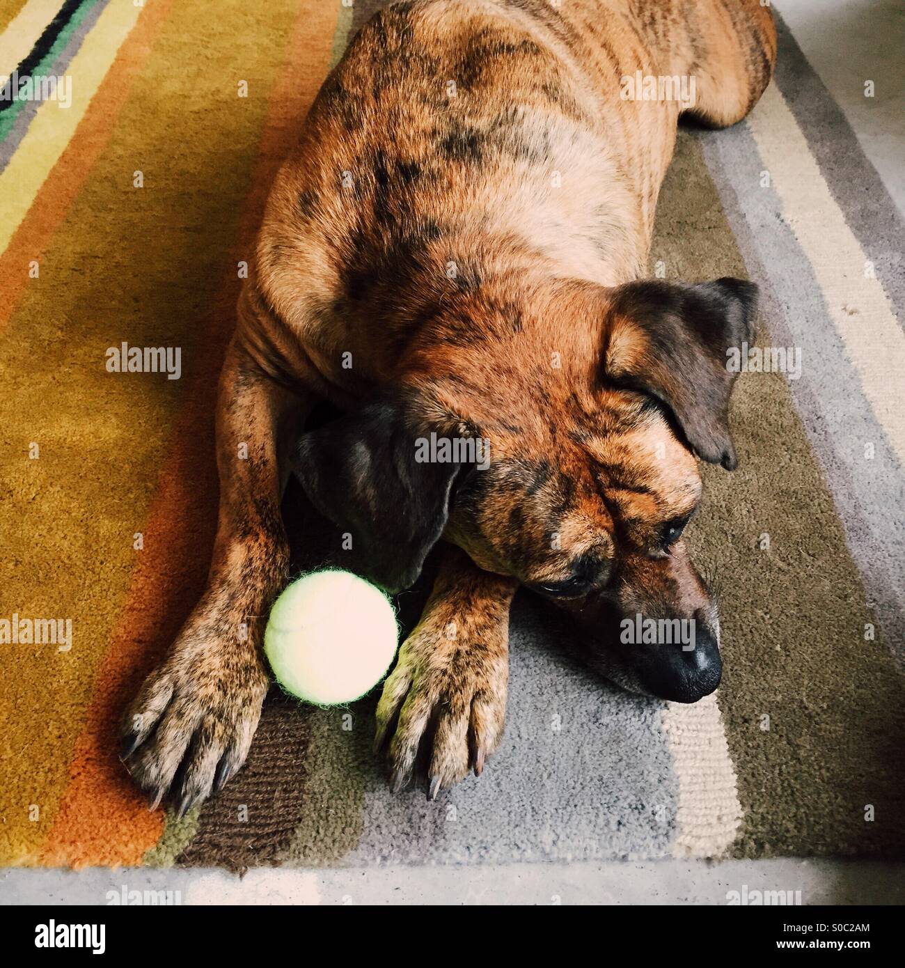 Do Boxers Use Their Front Paws