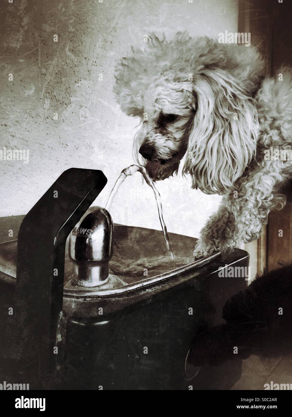 Dog drinking water from fountain hires stock photography and images