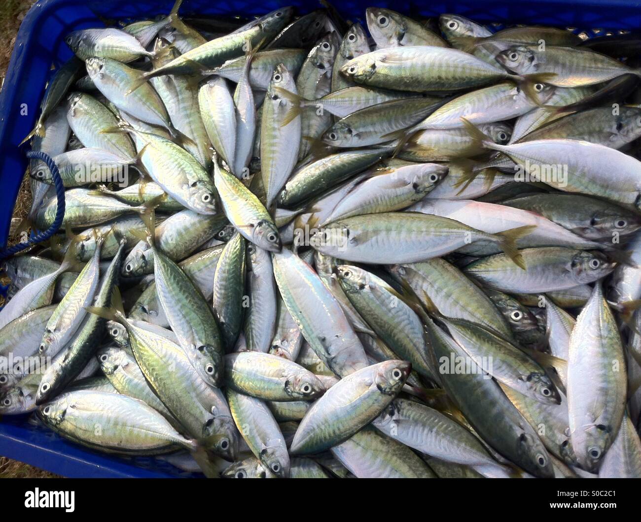 229 Yellowtail Fishing Stock Photos - Free & Royalty-Free Stock