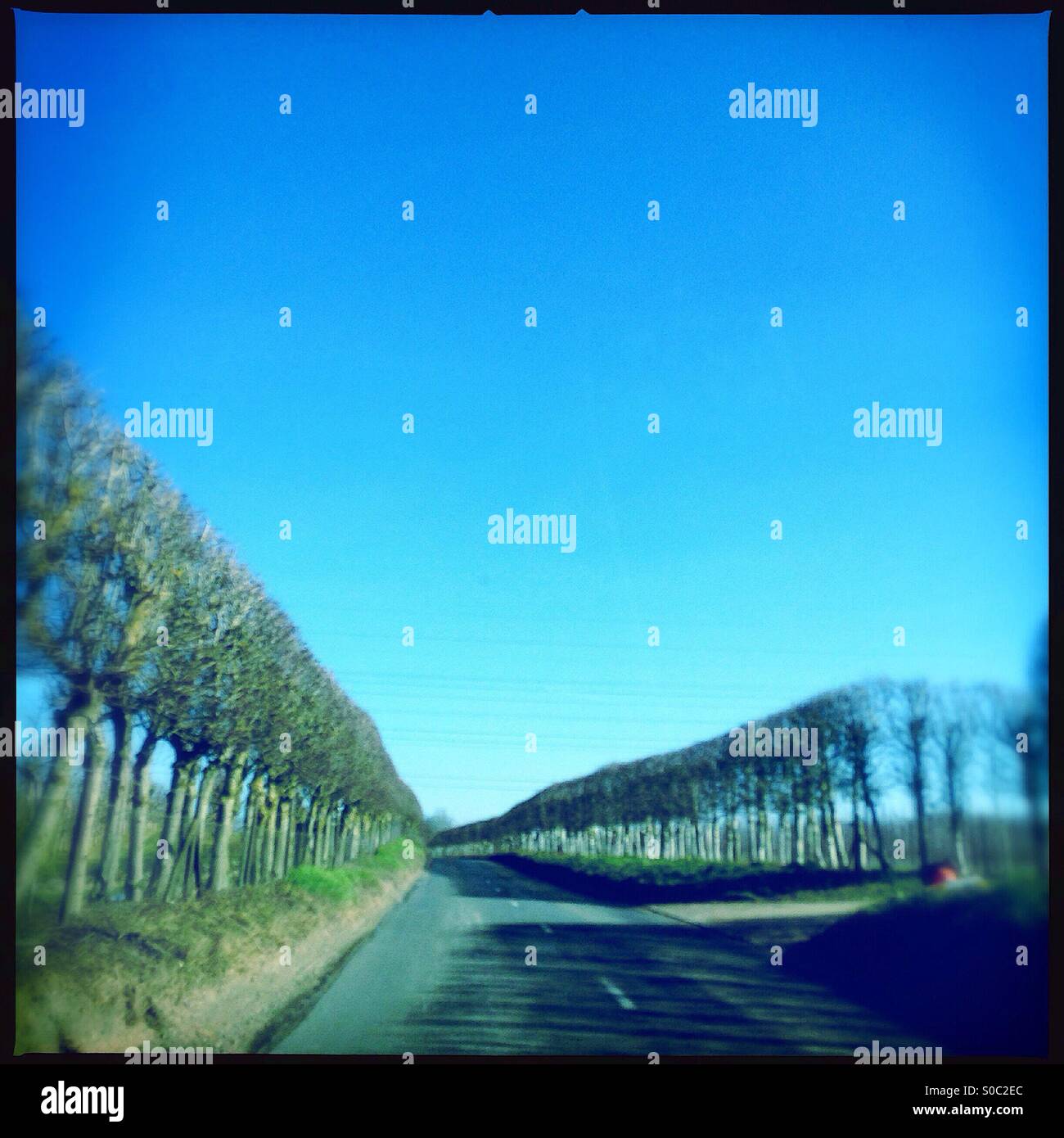 Tree lined country road and blue sky Stock Photo