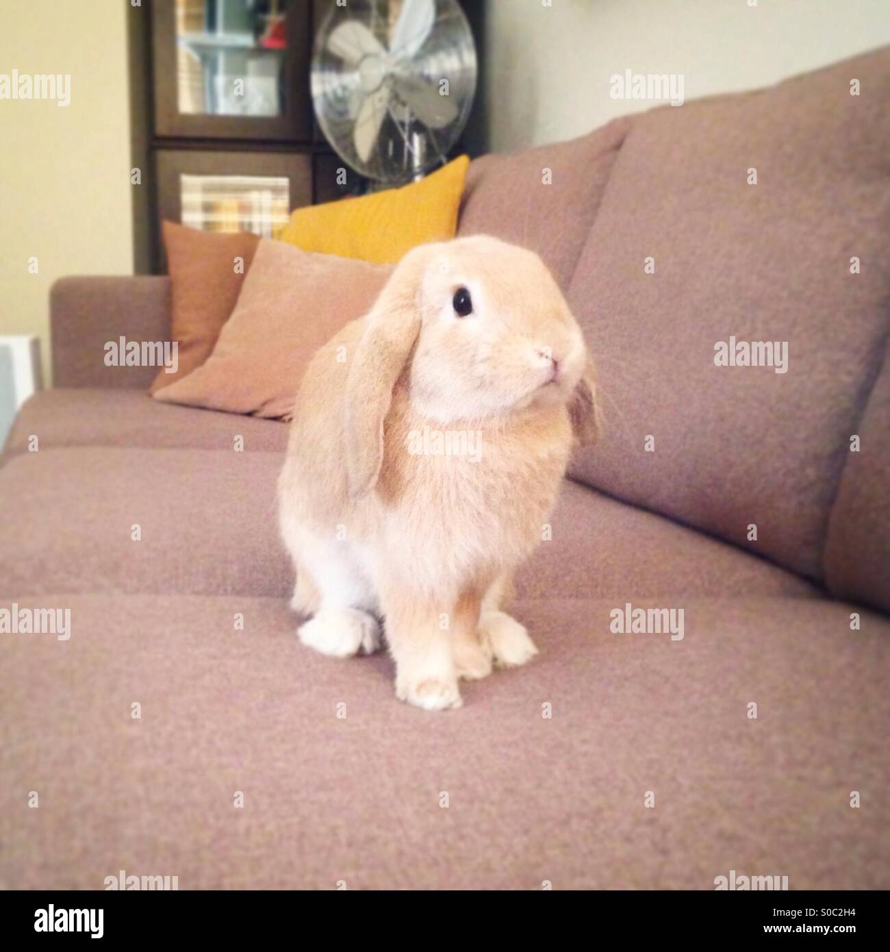 Holland Lop Bunny Stock Photo