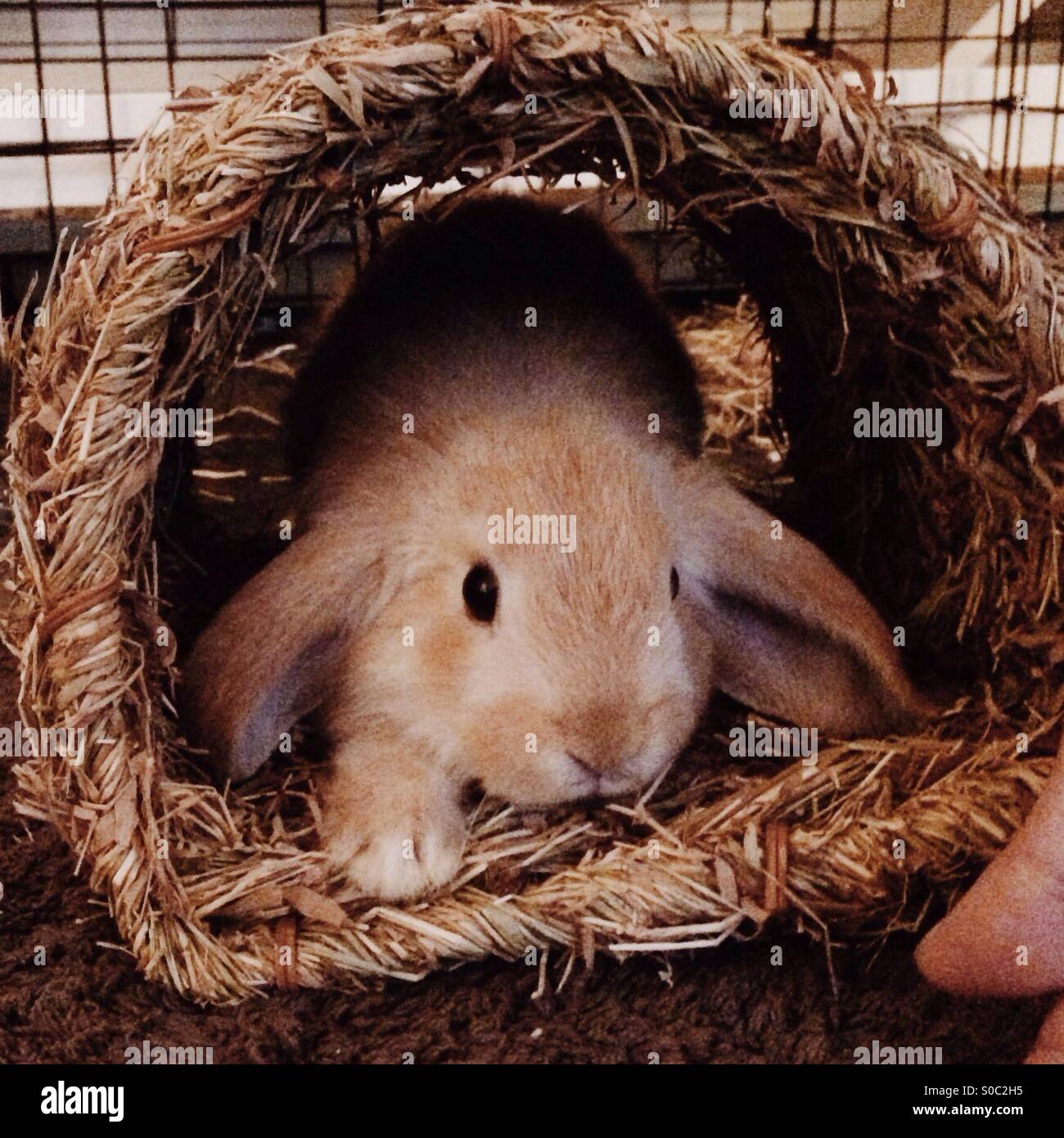 Holland Lop Bunny Stock Photo
