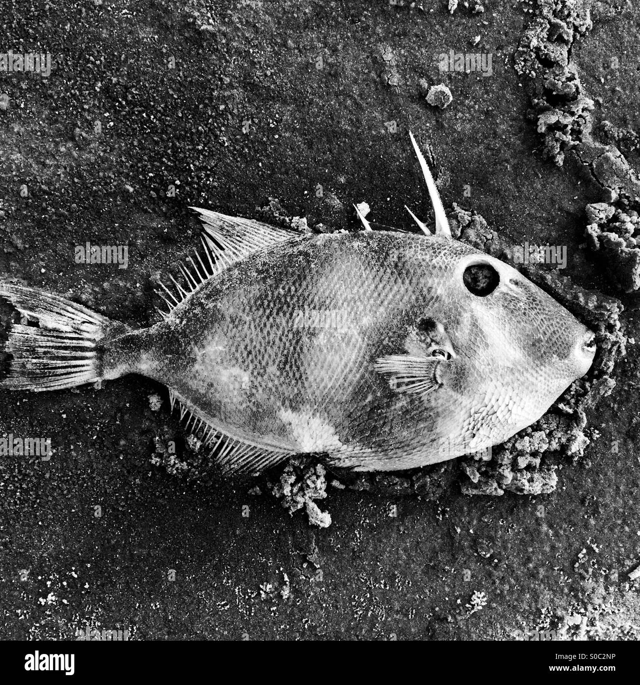 A dead fish Stock Photo Alamy