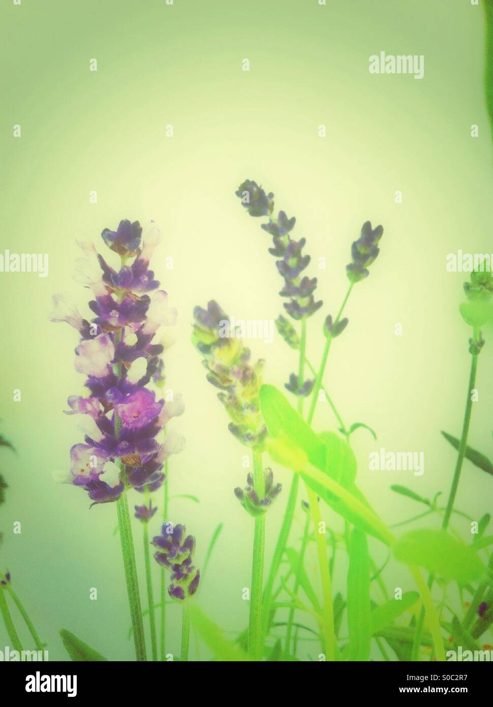 Lavender flowers Stock Photo