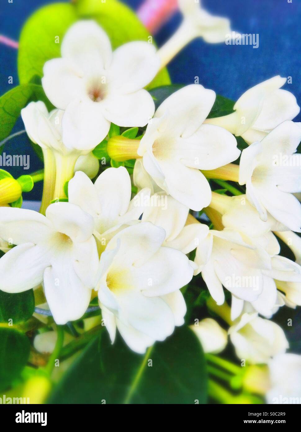 White jasmine flowers Stock Photo Alamy