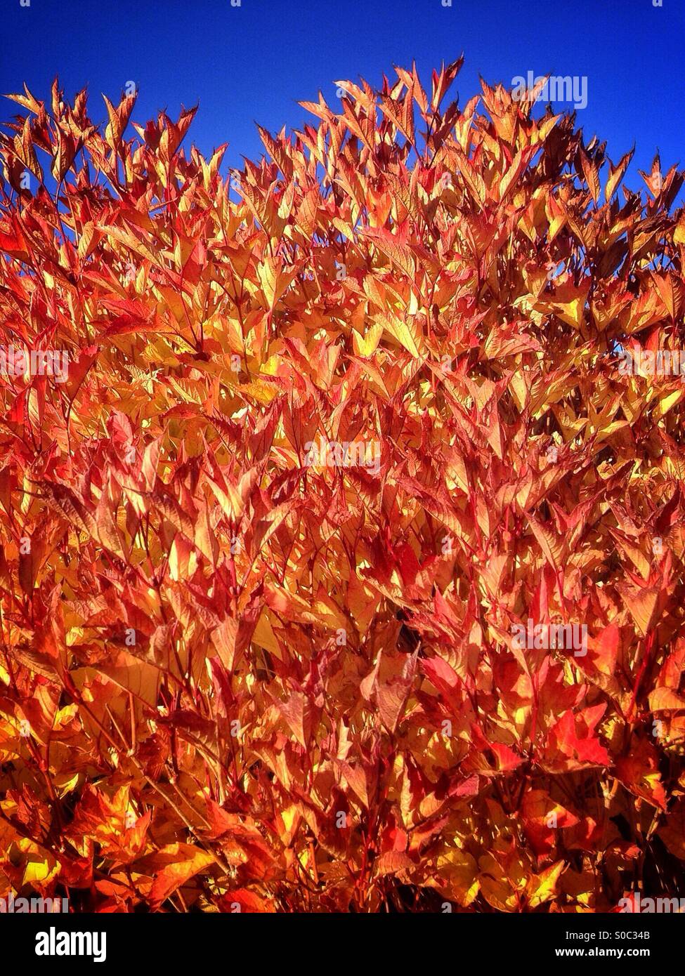 Fiery autumnal leaves on a bright sunny day. Taken in Calgary, Alberta, Canada. - Smartphone Captured Stock Image