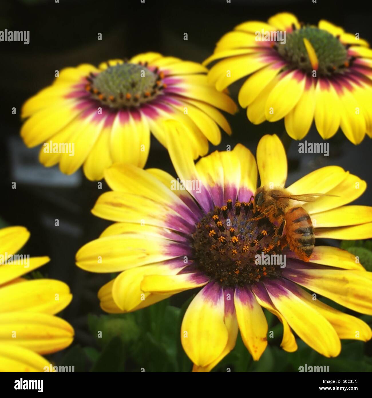 Bee pollenates flower - Smartphone Captured Stock Image