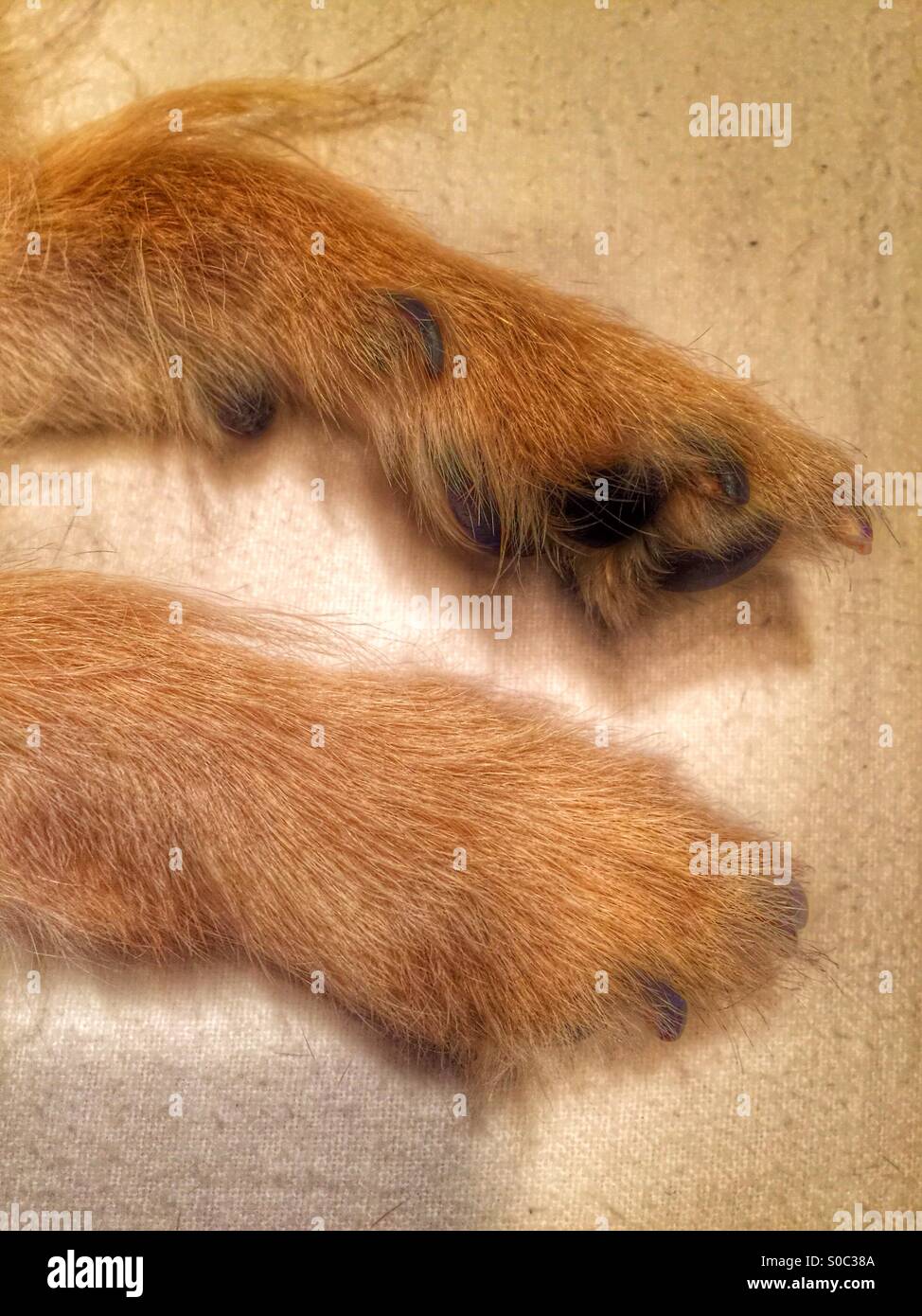 Border terrier paws. Stock Photo