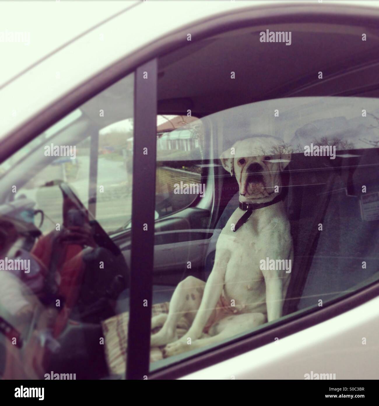 Boxer dog funny hires stock photography and images Alamy