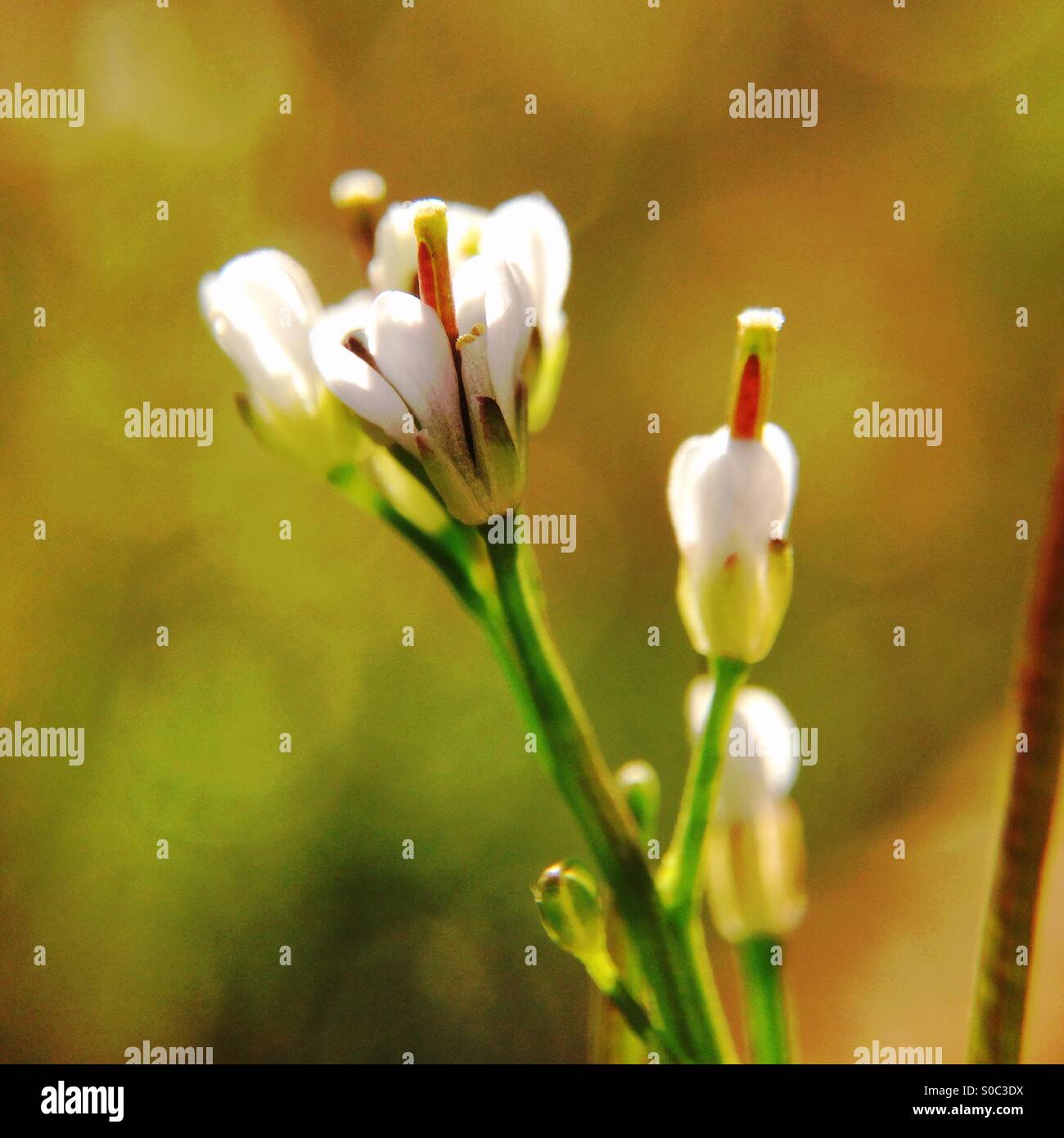 tiny-weed-flower-close-up-stock-photo-alamy