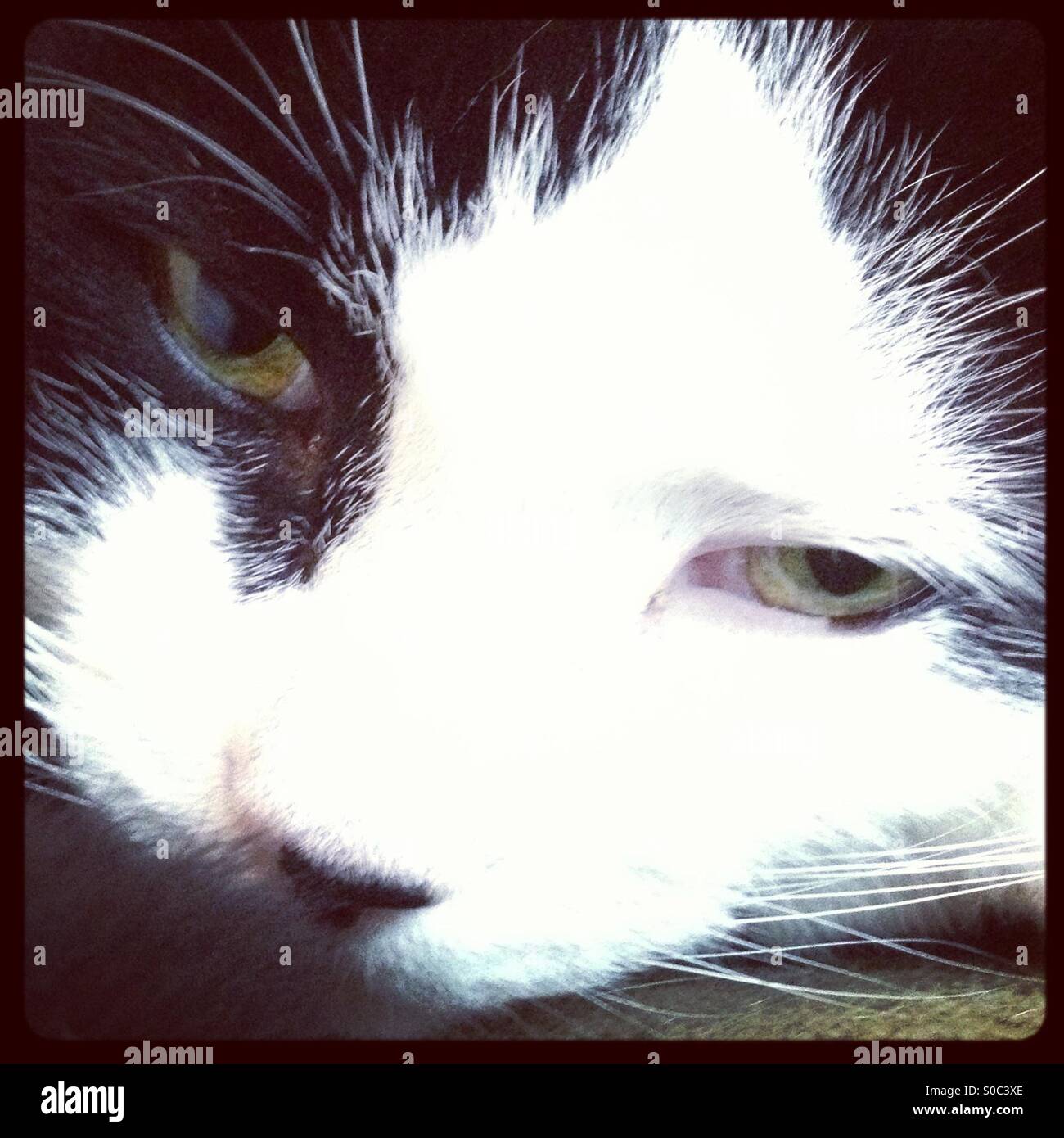 Cat sat on a mat Stock Photo Alamy