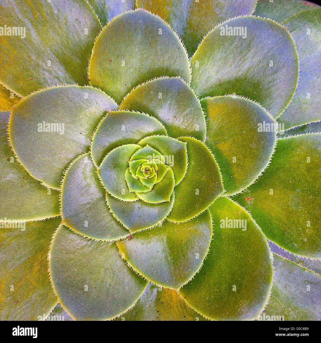 Succulent symmetry lotus like mandala   pretty beautiful gorgeous in Santa Barbara California Stock Photo