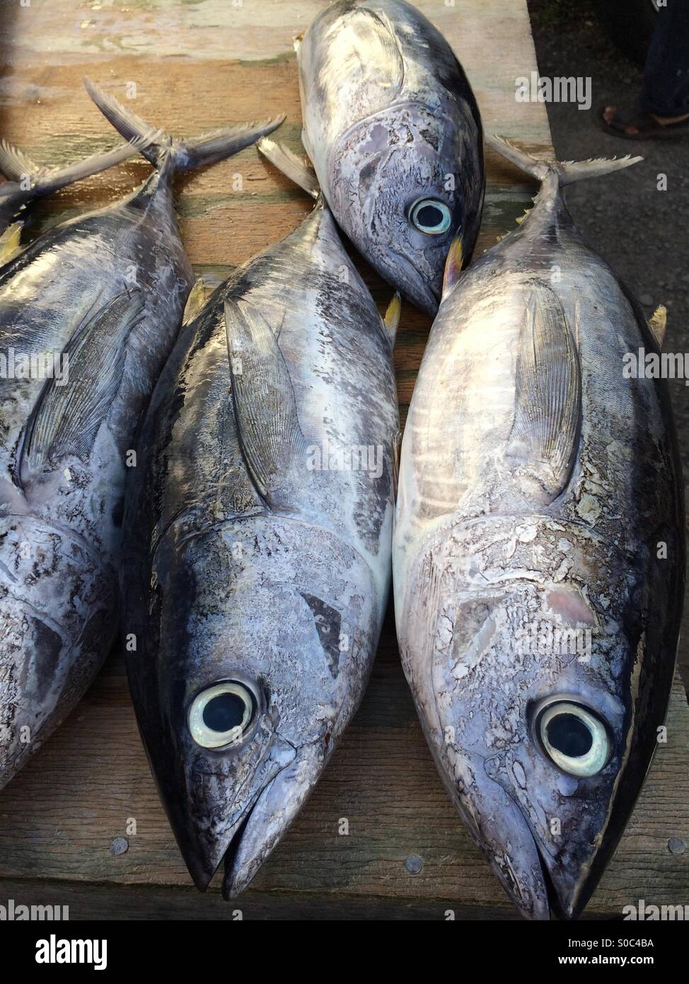 Tuna fish Stock Photo