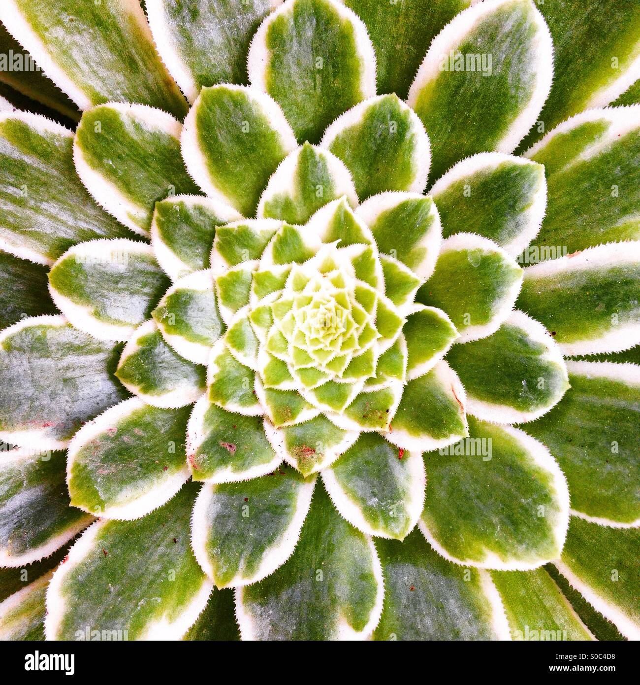 Succulent symmetry lotus like mandala   pretty beautiful gorgeous in Santa Barbara California Stock Photo