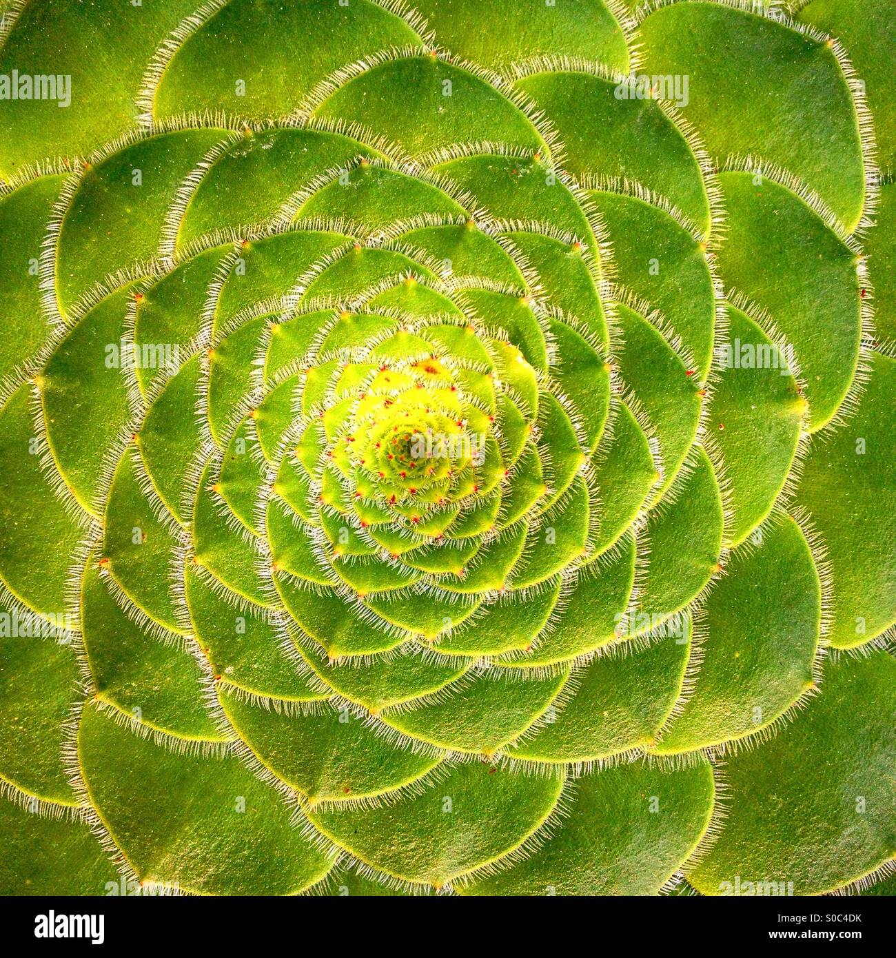 Succulent symmetry lotus like mandala   pretty beautiful gorgeous in Santa Barbara California Stock Photo