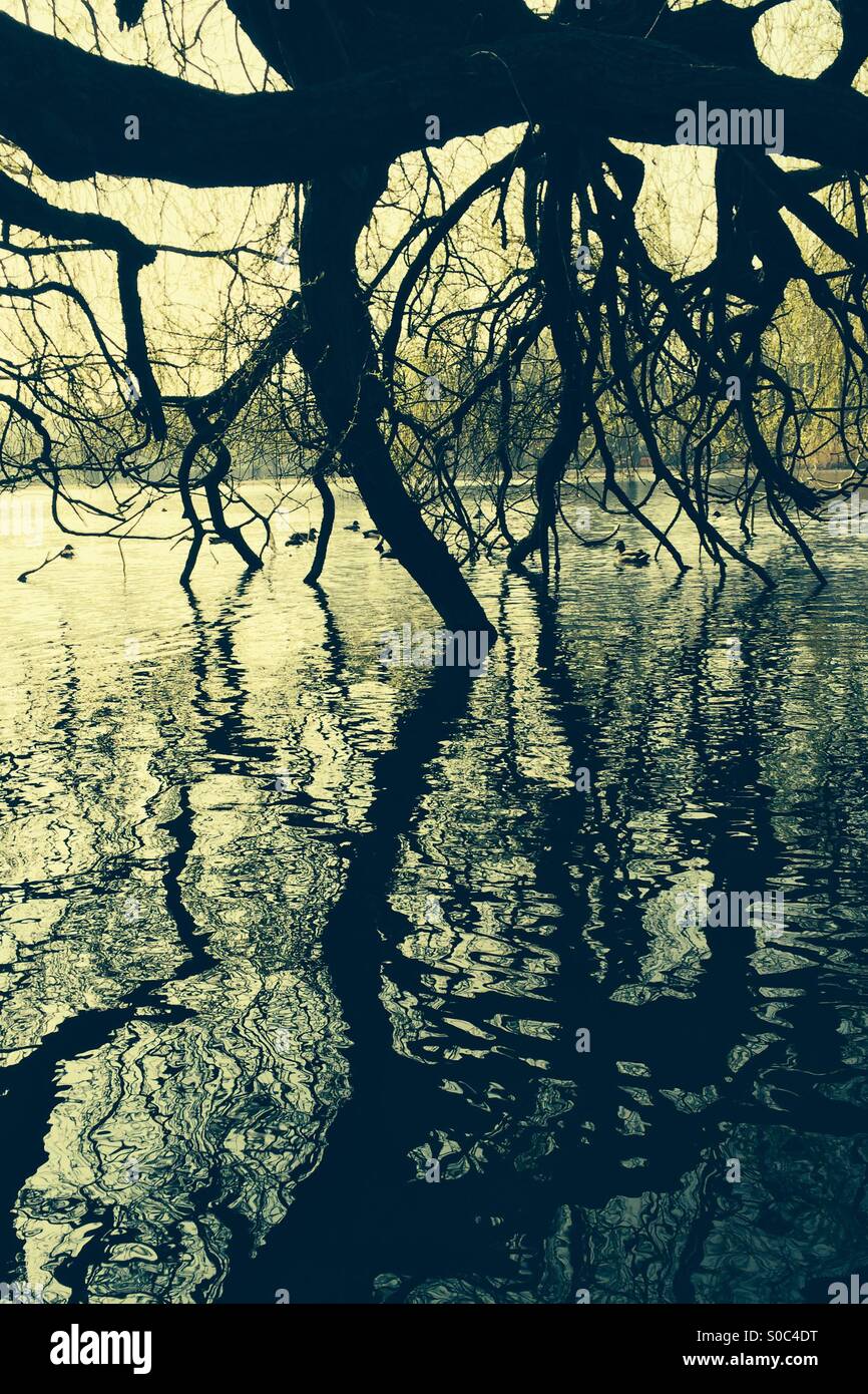 Tree with branches growing into lake. - Smartphone Captured Stock Image