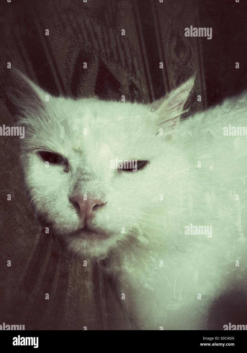 Angora white cat laying her head down sleepy - Smartphone Captured Stock Image
