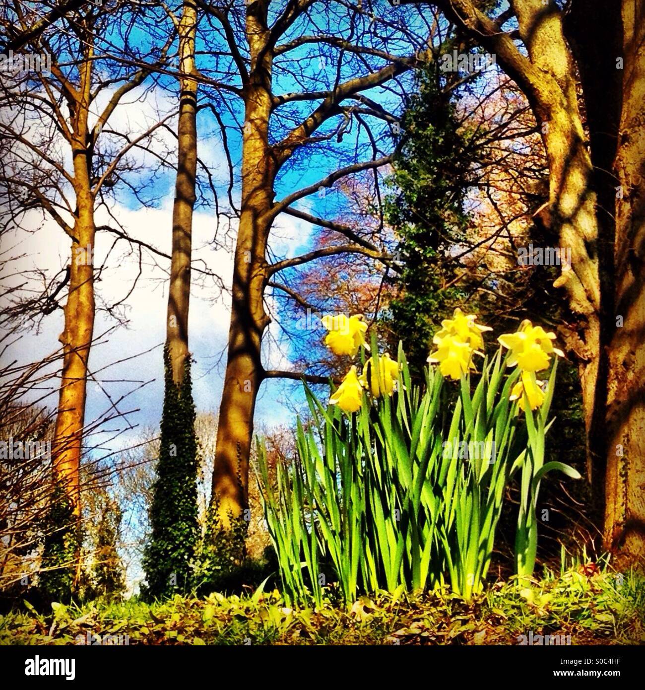 First daffodils of the year Stock Photo Alamy