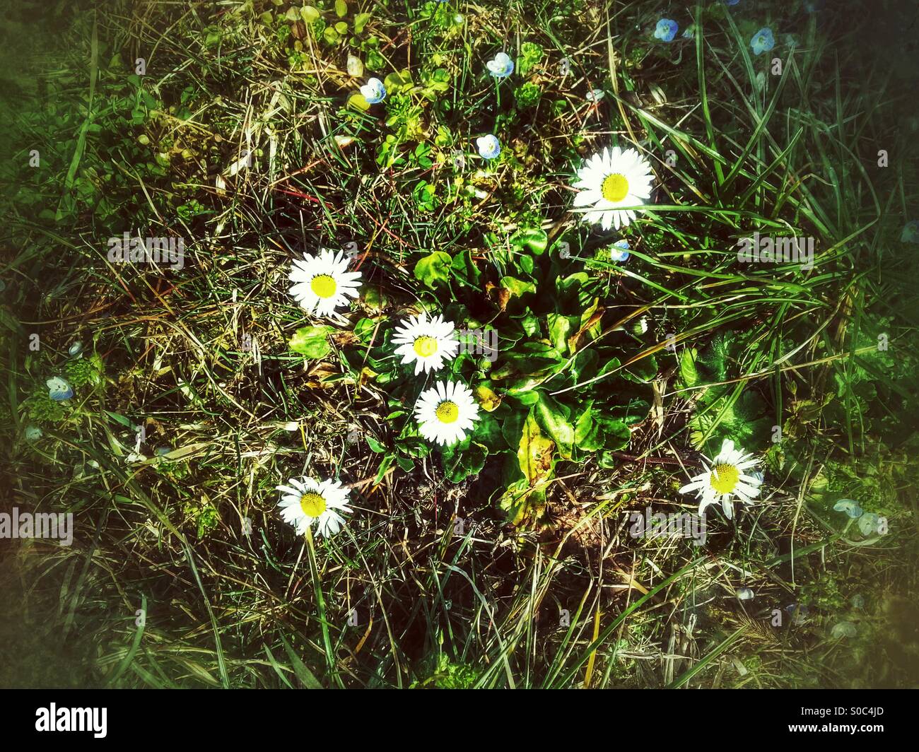 Spring flowers - Smartphone Captured Stock Image