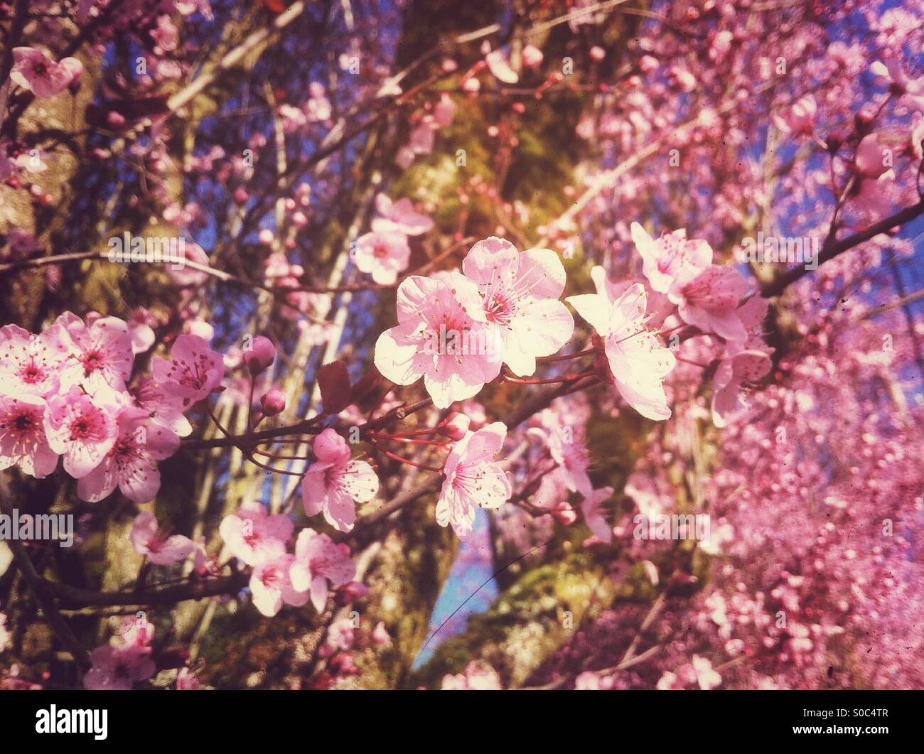 Bountiful cherry blossoms - Smartphone Captured Stock Image