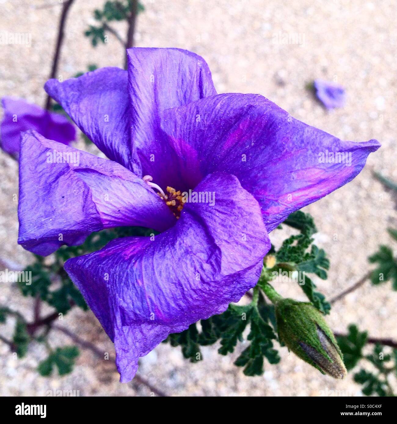 Pretty purple hibiscus Stock Photo