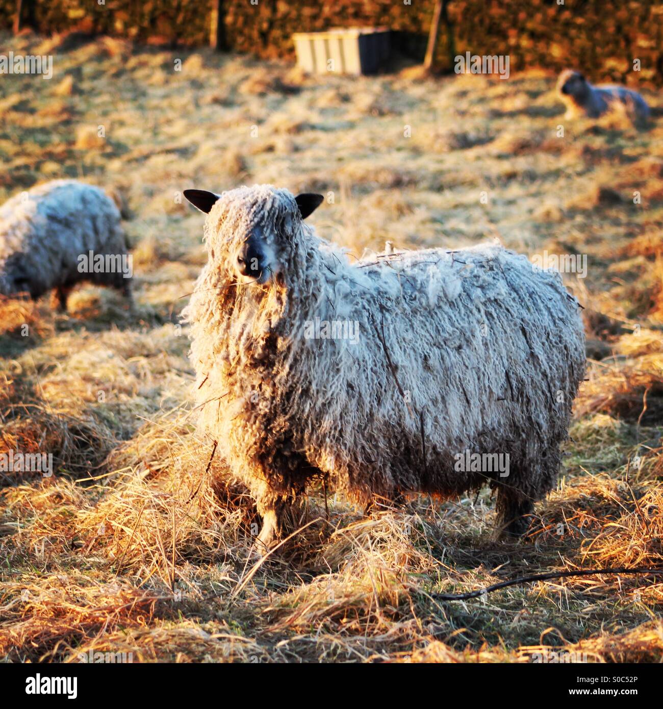 Shaggy sheep Stock Photo