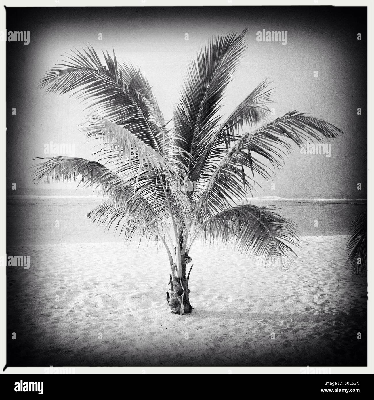 Small palm tree growing in sand on a beach Stock Photo Alamy