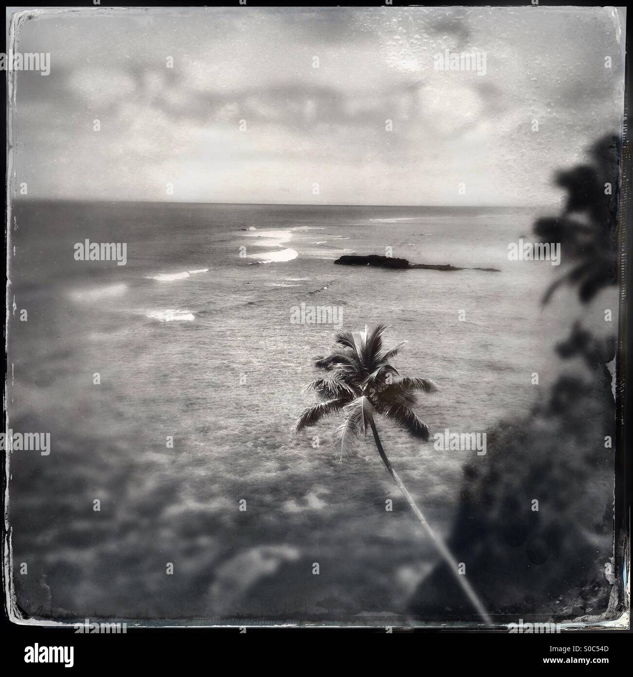 Palm tree overlooking waves breaking on reef in a bay on savai'i Samoa - Smartphone Captured Stock Image