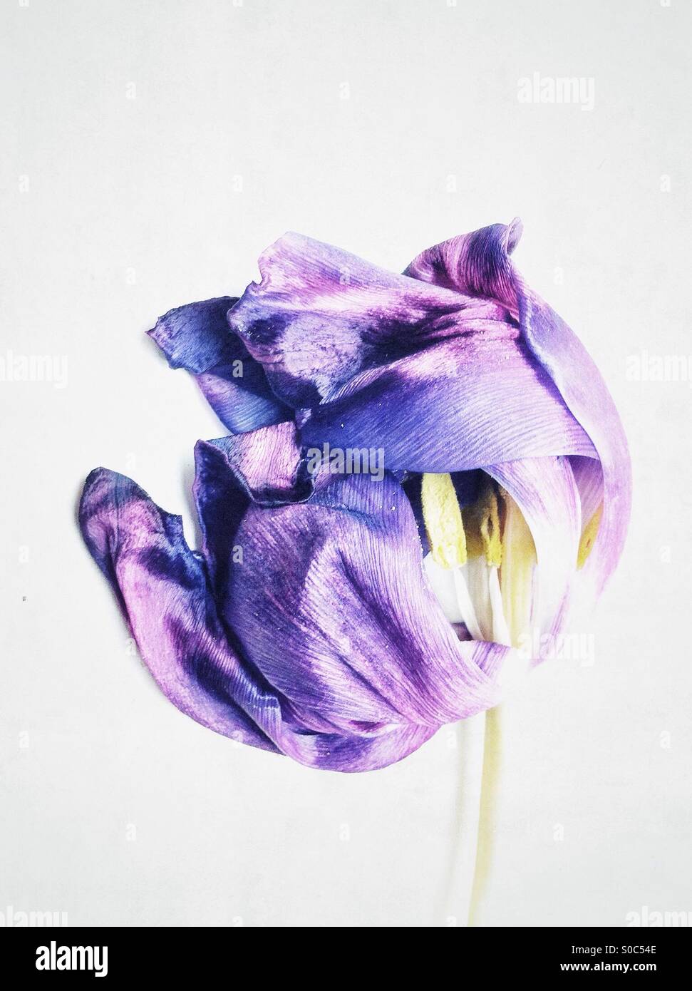 High key portrait of a purple tulip flower with yellow