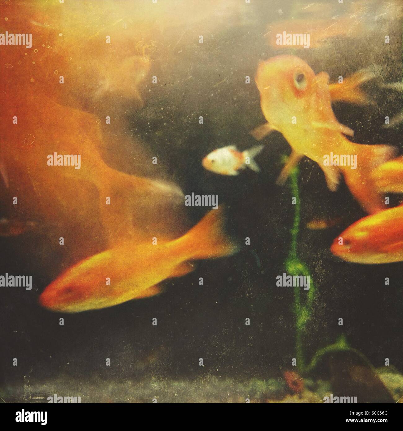 Movement of fish in a tank - Smartphone Captured Stock Image