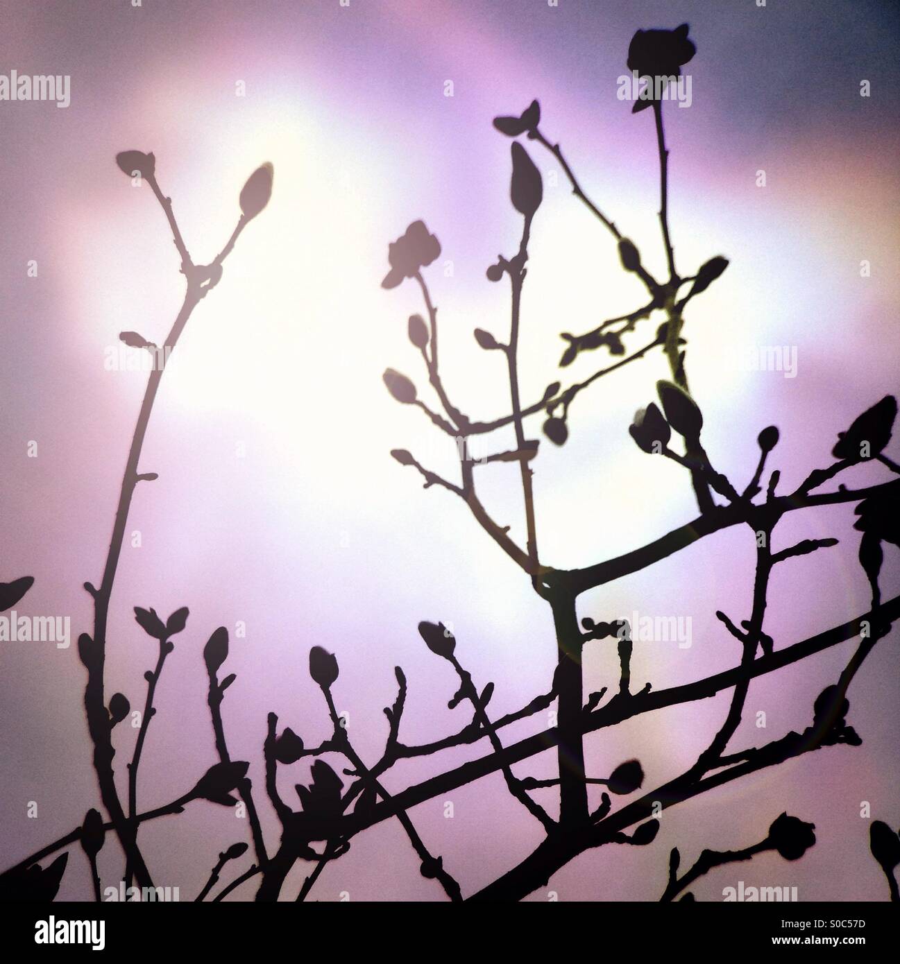 Magnolia budding silhouette - Smartphone Captured Stock Image