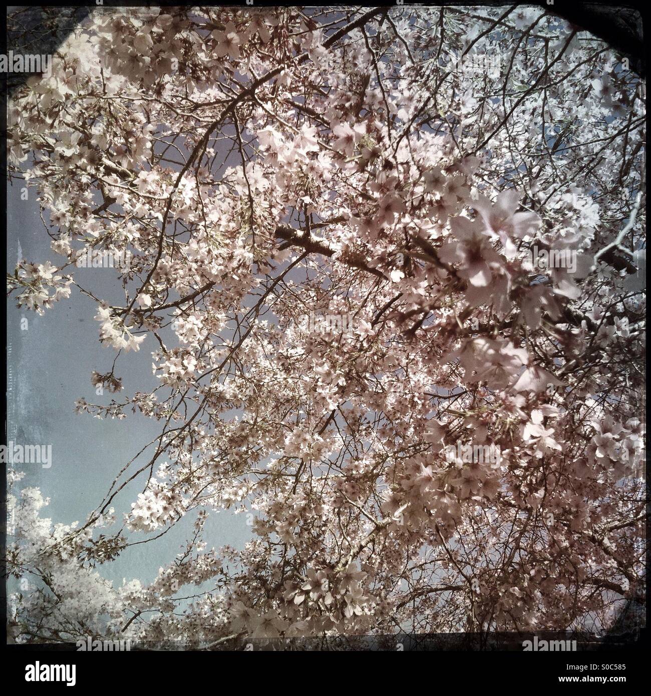 Branches of cherry tree in blossom hi-res stock photography and images ...