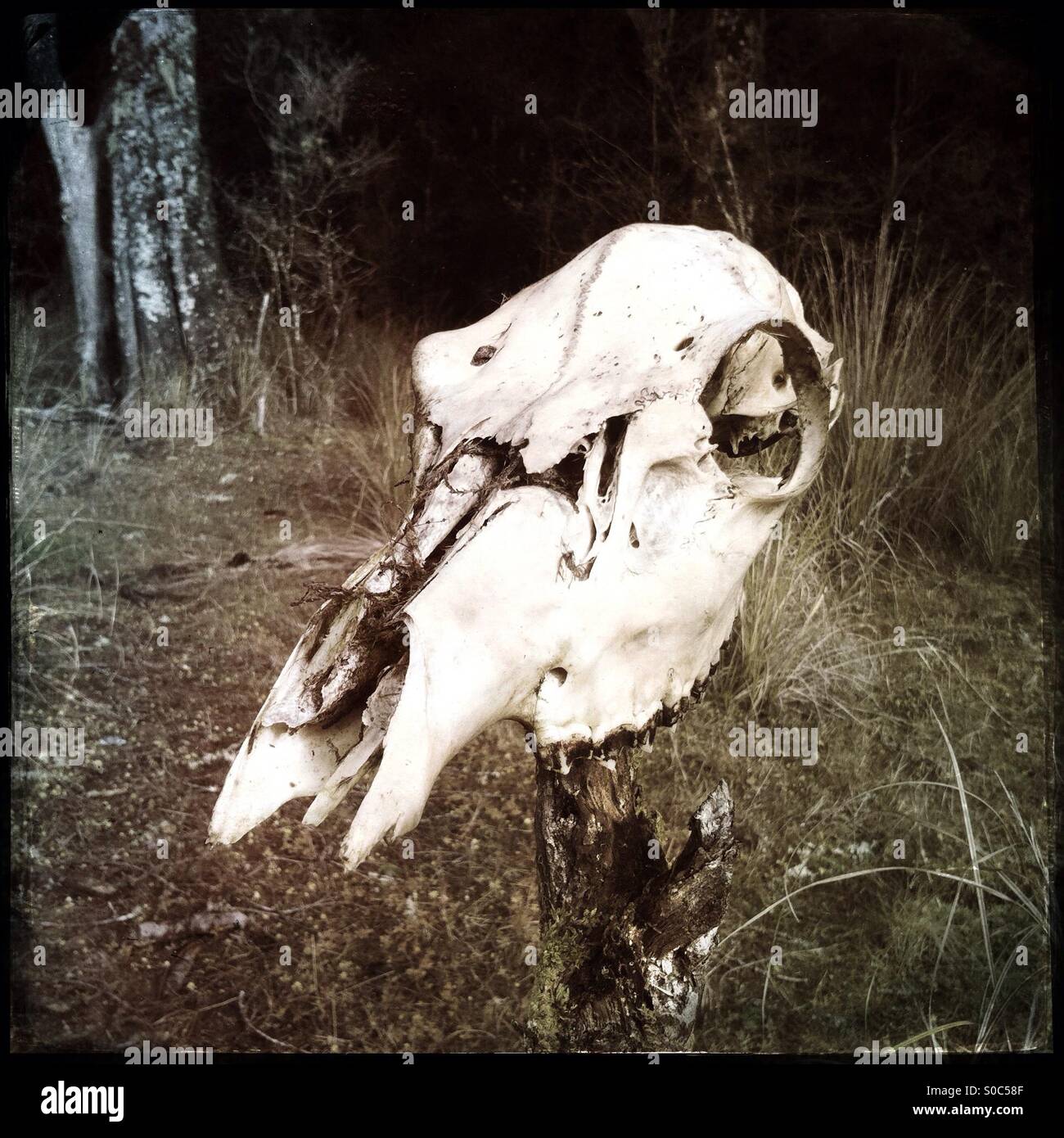 Animal skull on a stick - Smartphone Captured Stock Image