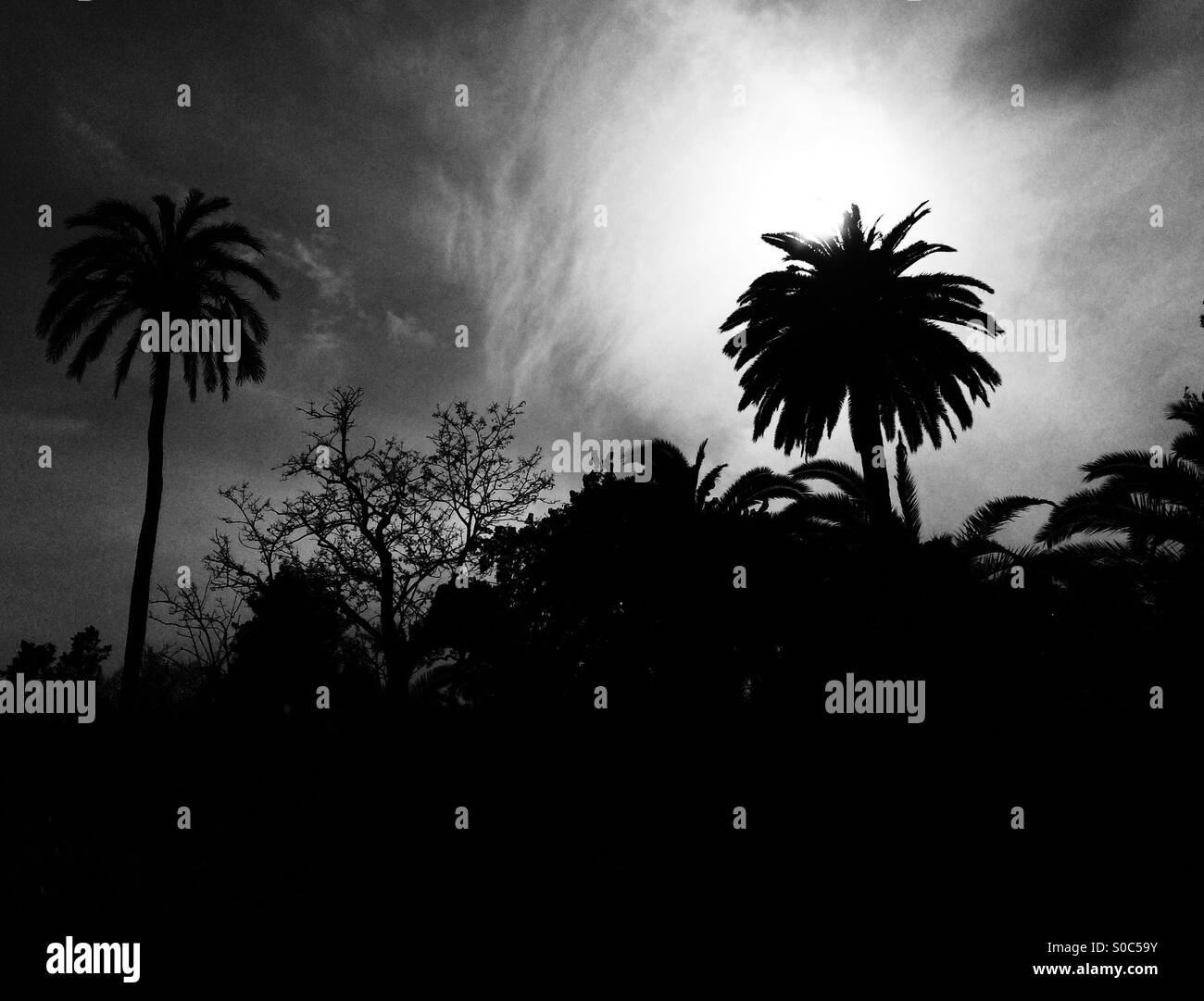 Palm trees silhouetted against the late evening sun. - Smartphone Captured Stock Image