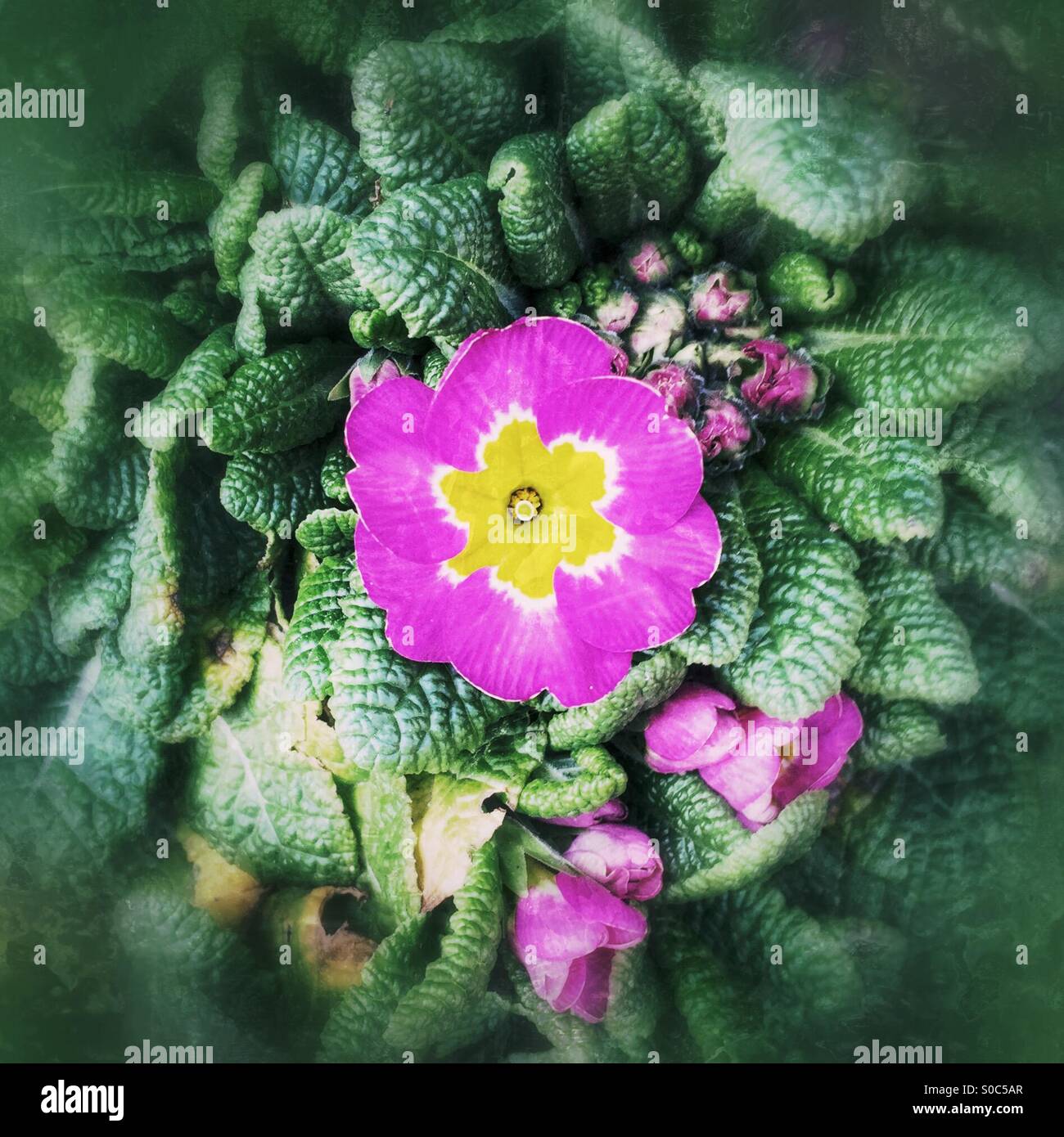 Spring signs - Smartphone Captured Stock Image