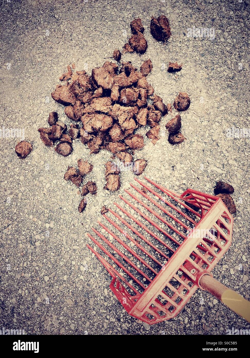 Horse Manure. Animal Poop Stock Photo Alamy