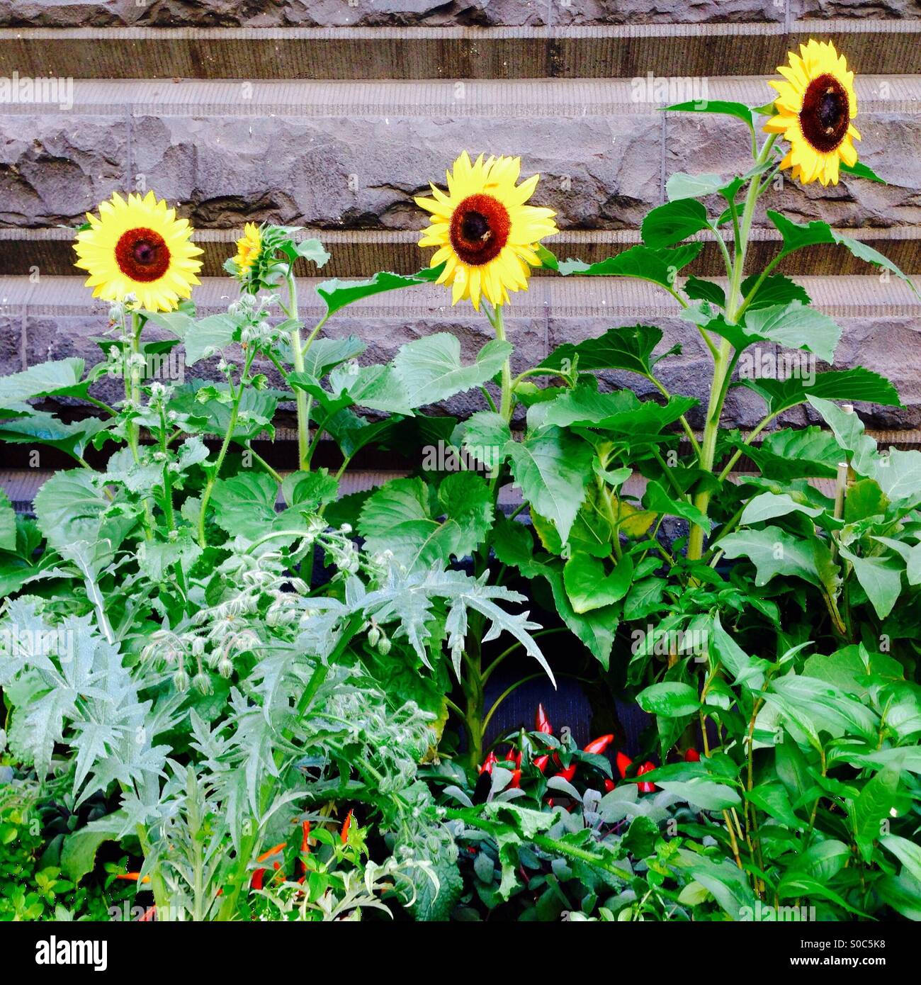 Sunflowers and chillies growing in a summer garden - Smartphone Captured Stock Image