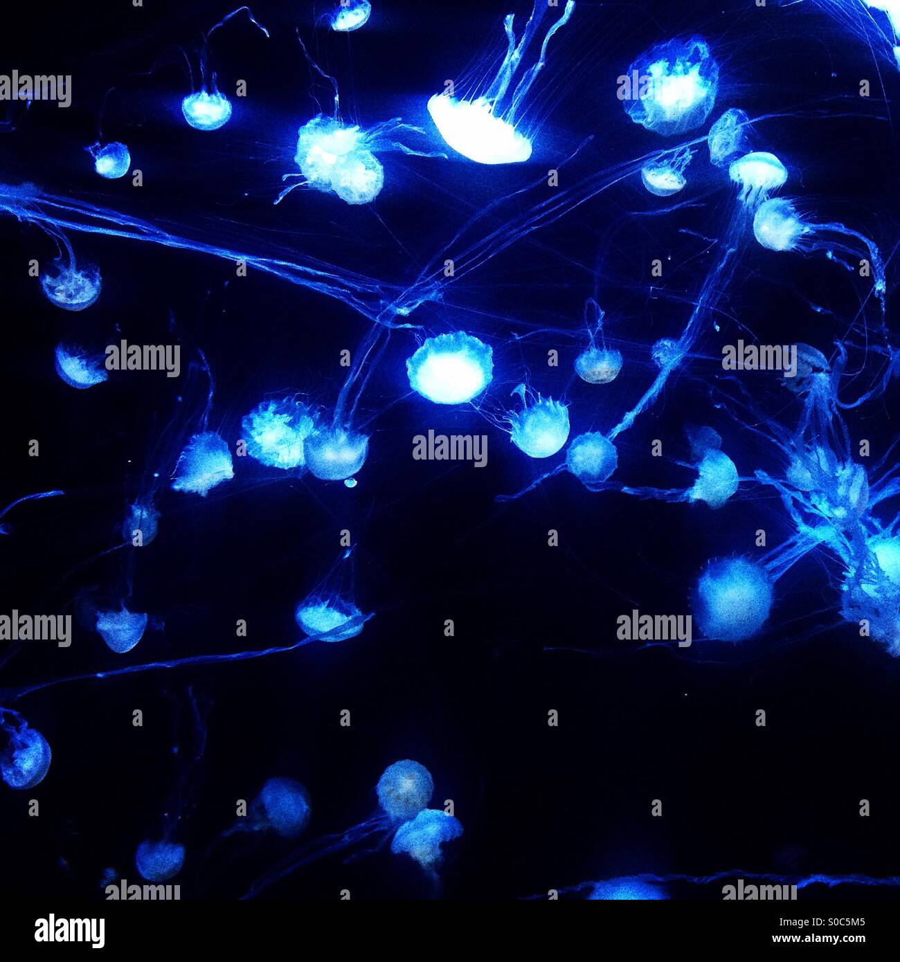 Jellyfish attack. Lots of jellyfishes around in a fish tank Stock Photo